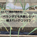 にんにく栽培の始め方｜ベランダでも失敗しない植え付けのコツ3つ