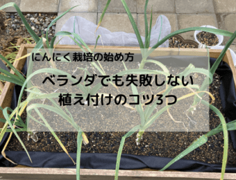 にんにく栽培の始め方｜ベランダでも失敗しない植え付けのコツ3つ