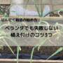にんにく栽培の始め方｜ベランダでも失敗しない植え付けのコツ3つ