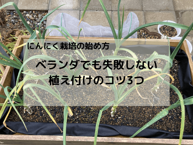 にんにく栽培の始め方｜ベランダでも失敗しない植え付けのコツ3つ