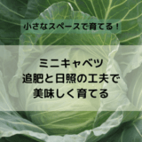 小さなスペースで育てるミニキャベツ