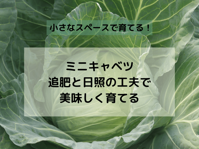 小さなスペースで育てるミニキャベツ
