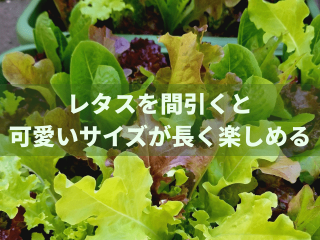 レタスを間引くと可愛いサイズが長く楽しめる