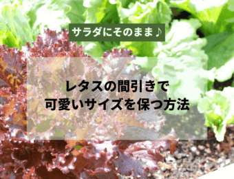 サラダにそのまま♪ レタスの間引きで可愛いサイズを保つ方法