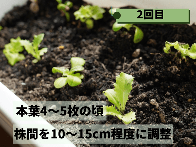 2回目の間引き