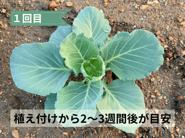 03_1回目は「植え付けから2〜3週間後」が目安