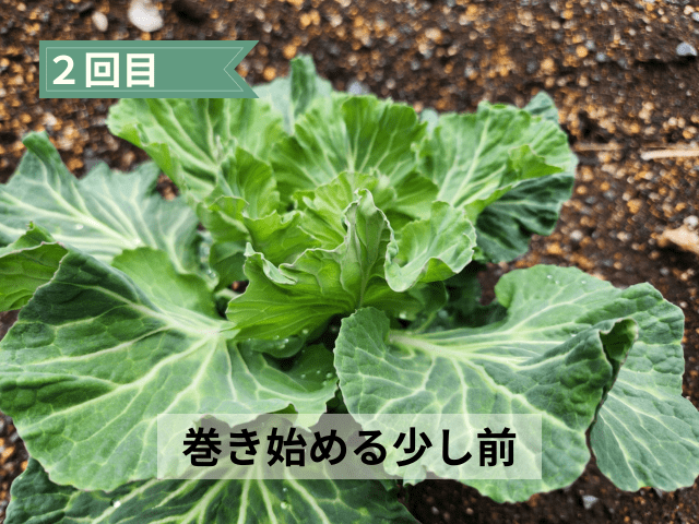 2回目は「巻き始める少し前」に