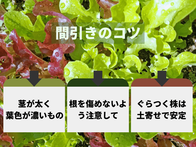 間引きのコツは強い株を残すこと