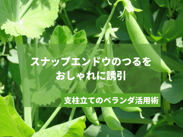 スナップエンドウのつるをおしゃれに誘引｜支柱立てのベランダ活用術