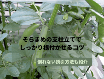 そらまめ支柱立て