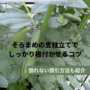 そらまめ支柱立て