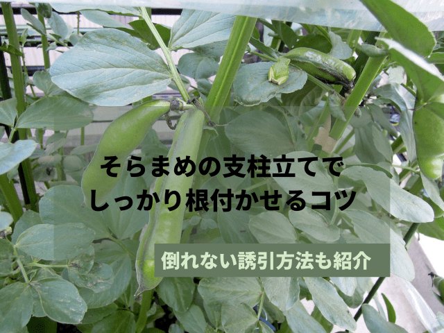 そらまめ支柱立て