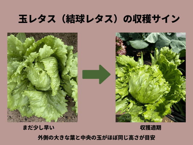 玉レタス（結球レタス）の収穫サイン