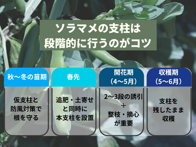 ソラマメの支柱は段階的に行うのがコツ