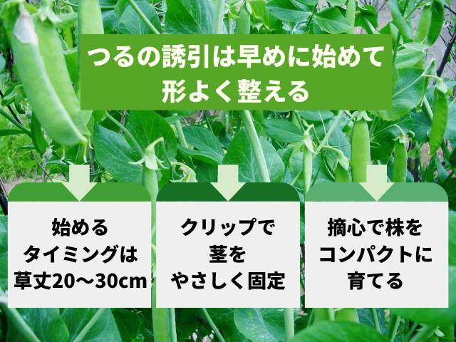つるの誘引は早めに始めて形よく整える