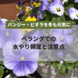 パンジー・ビオラを冬も元気に