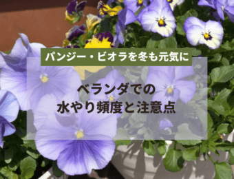 パンジー・ビオラを冬も元気に