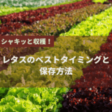 シャキッと収穫！レタスのベストタイミングと保存方法
