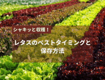 シャキッと収穫！レタスのベストタイミングと保存方法