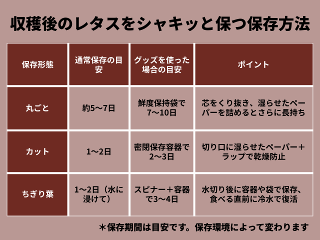 収穫後のレタスをシャキッと保つ保存方法