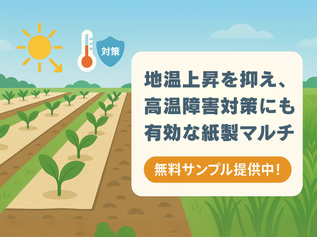 地温上昇を抑え、高温障害対策に有効な紙製マルチ