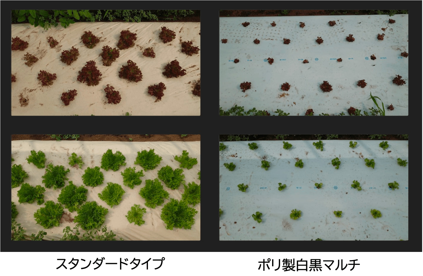 レタスの生育