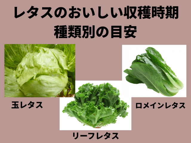 レタスのおいしい収穫時期｜種類別の目安をチェック