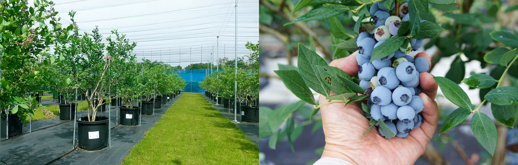 ブルーベリーバッグカルチャーシステム