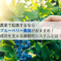 農業で起業するなら「ブルーベリー農園」がおすすめ!成功を支える画期的システムとは?