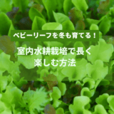 ベビーリーフを冬も育てる!室内水耕栽培で長く楽しむ方法