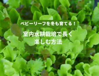 ベビーリーフを冬も育てる!室内水耕栽培で長く楽しむ方法