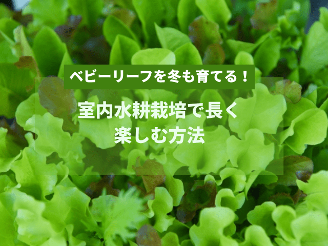 ベビーリーフを冬も育てる！室内水耕栽培で長く楽しむ方法