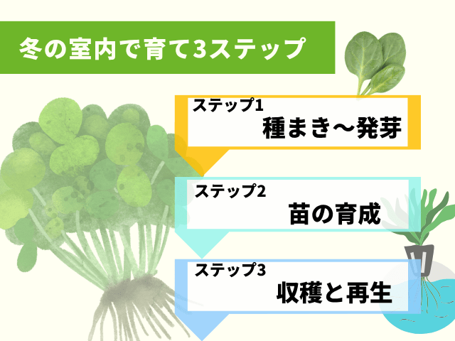 ステップ解説！冬の室内で育てる｜1か月で収穫
