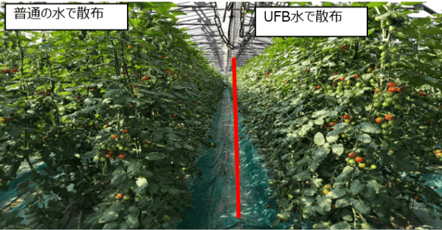 ミニトマトの収量が110%に!