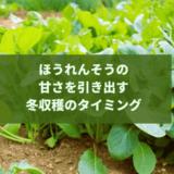 ほうれんそうの甘さを引き出す冬収穫のタイミング