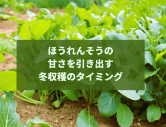 ほうれんそうの甘さを引き出す冬収穫のタイミング