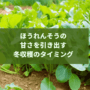 ほうれんそうの甘さを引き出す冬収穫のタイミング