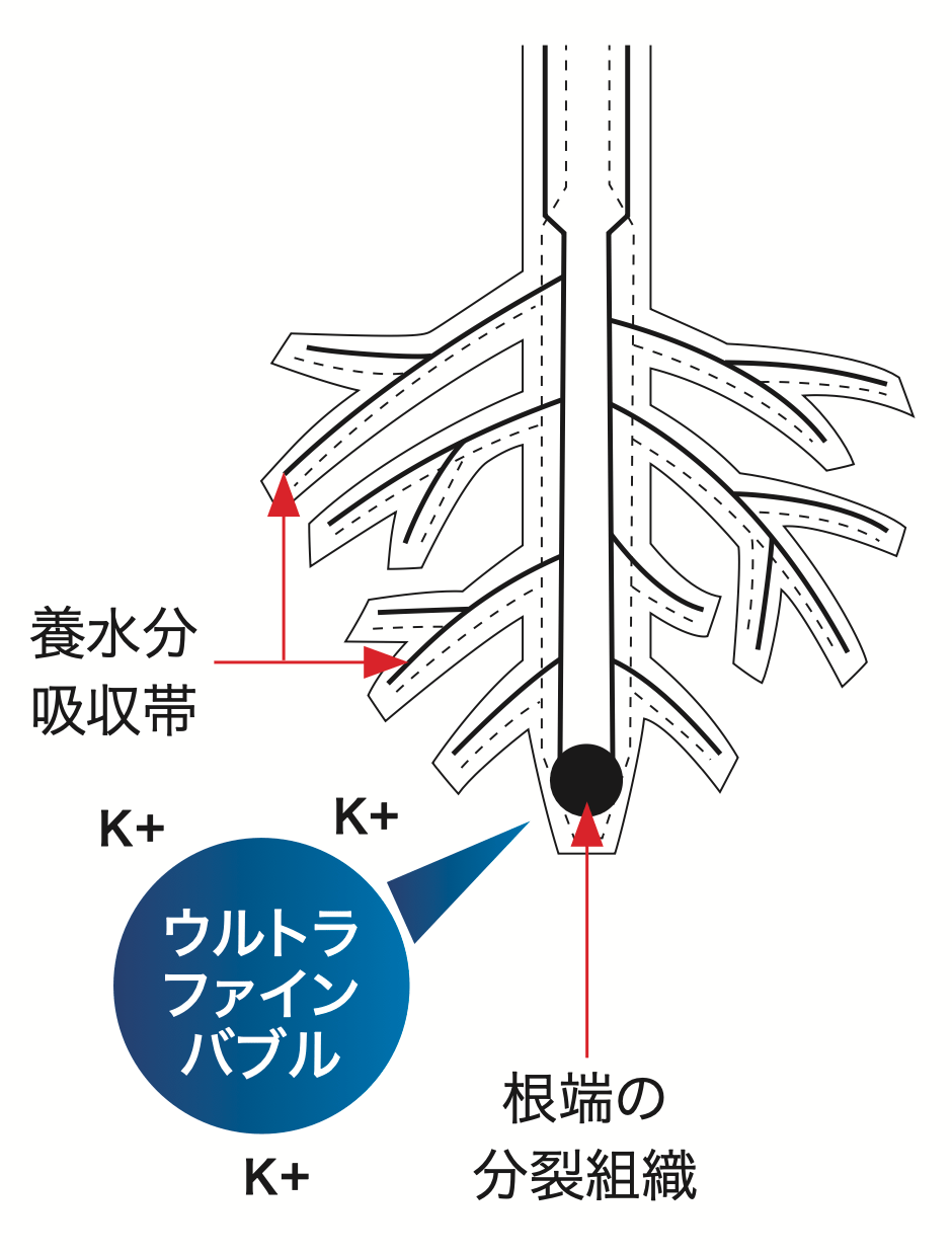 根に酸素と養分を届け、成長ホルモンの合成を促進