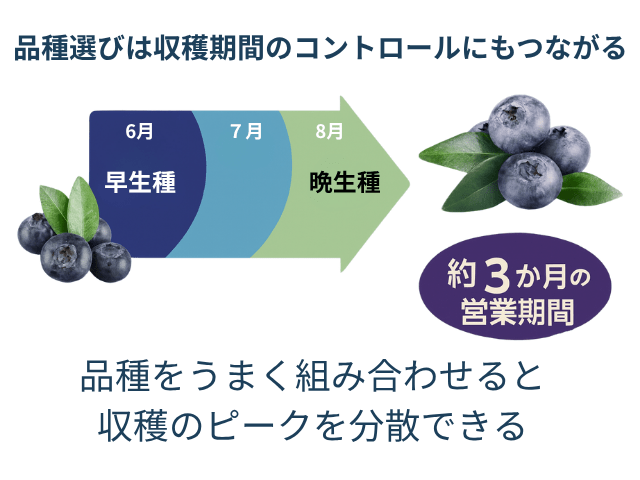 品種選びは収穫期間のコントロールにもつながる