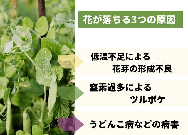 花が落ちる3つの原因と対策