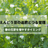 えんどう豆の追肥とつる管理|春の花芽を増やすタイミング