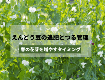 えんどう豆の追肥とつる管理|春の花芽を増やすタイミング