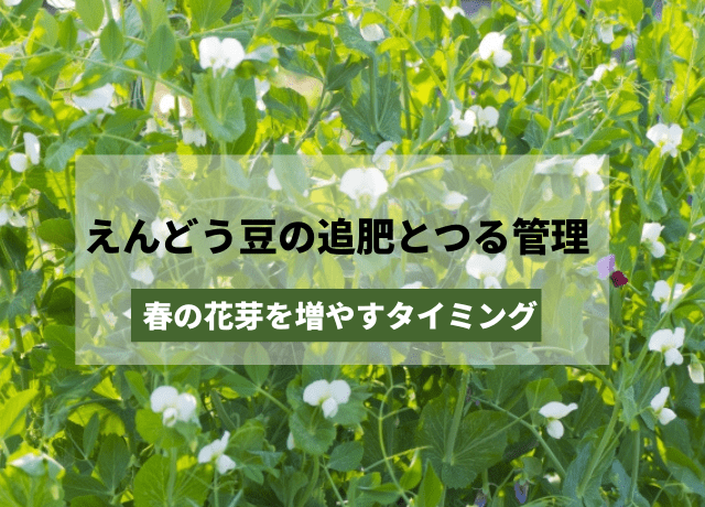 えんどう豆の追肥とつる管理｜春の花芽を増やすタイミング