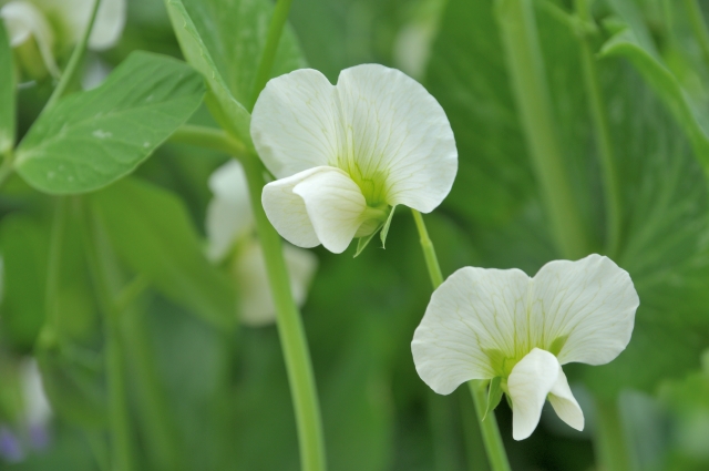 春の花芽を増やすには？温度と肥料バランスの整え方
