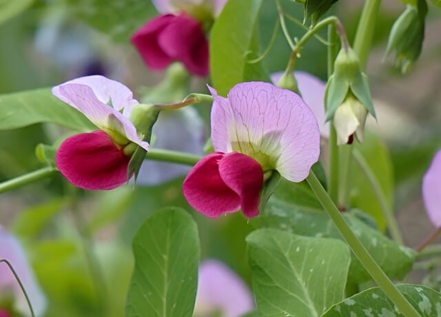 花を長く保つための追肥