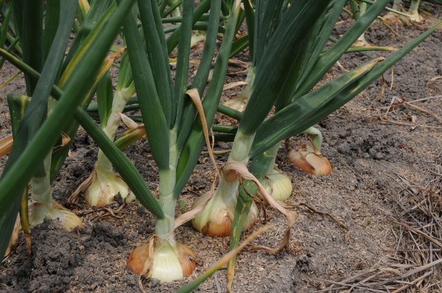 2月の除草は必須作業|雑草に負けないためのポイント