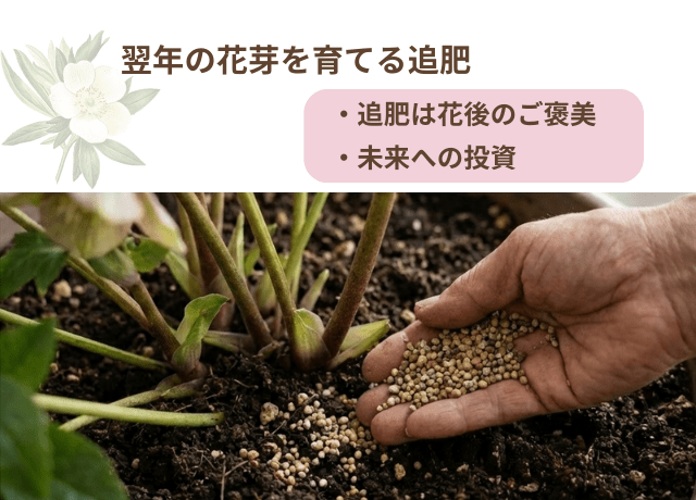 翌年の花芽を育てる追肥の考え方
