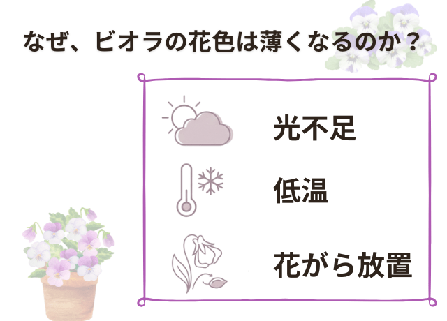 花色が薄くなる主な原因