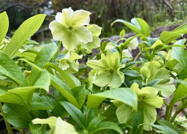 咲き終わりの剪定と追肥でよくある失敗