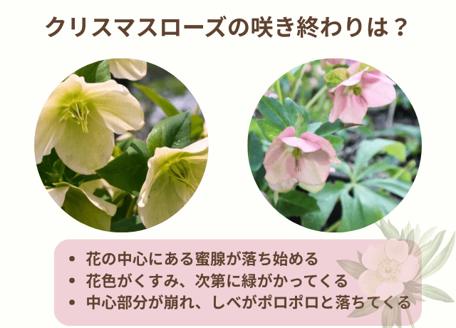 クリスマスローズの咲き終わりはいつ?見極めのサイン